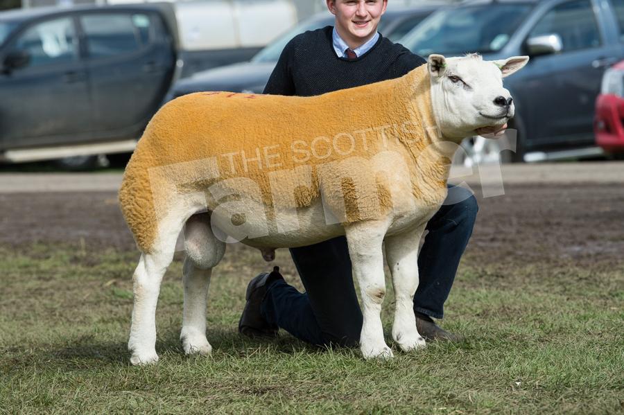 Top price of the day was  the texel tup from the Midlock team which sold for £23,000. Ref: RH080917867.