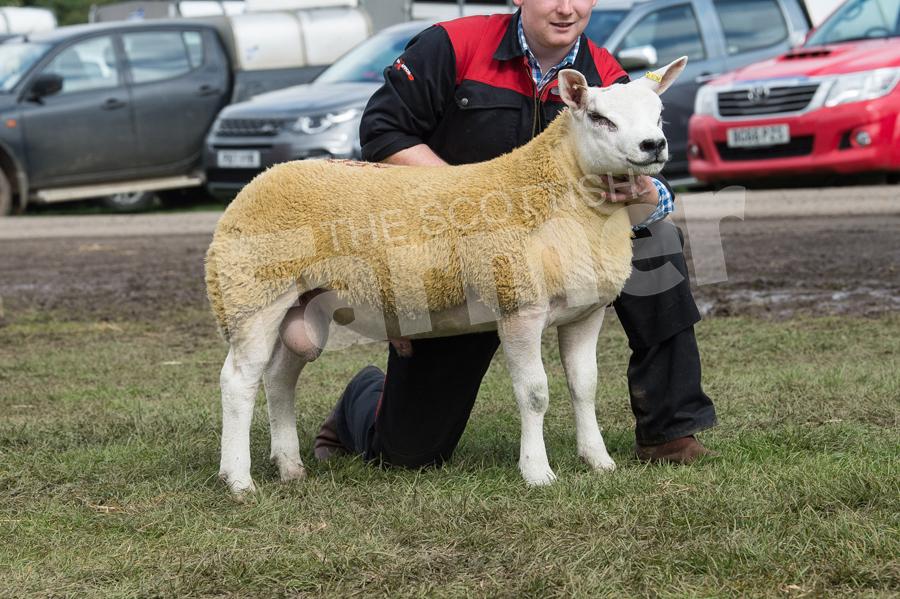 Robbie Wilson sold this lamb for £4000. Ref: RH080917871.