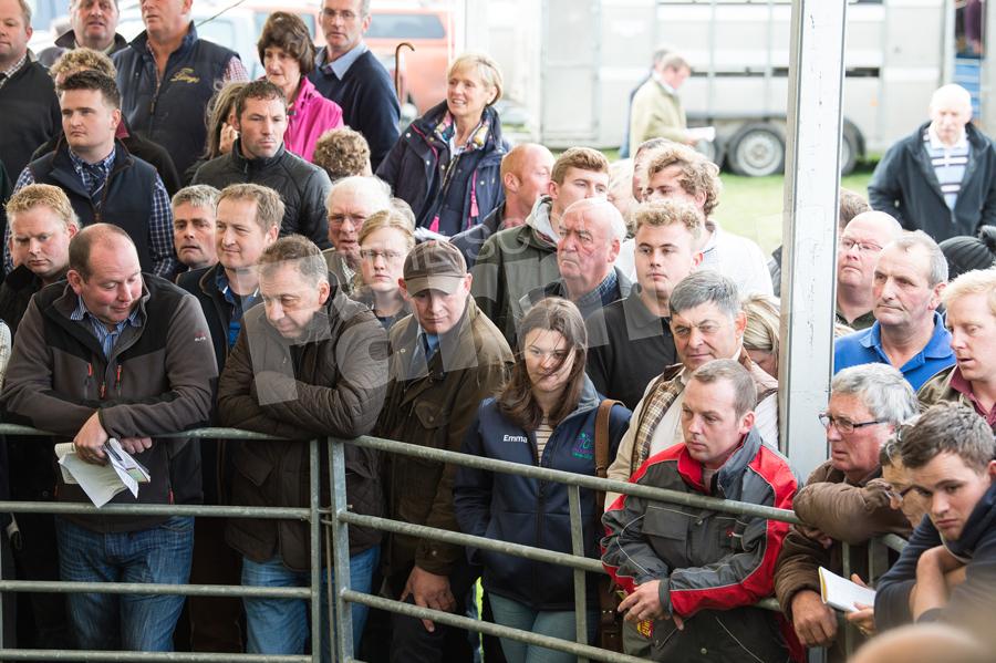 Crowds watch on at this years Kelso Ram Sales.  Ref:RH080917851.