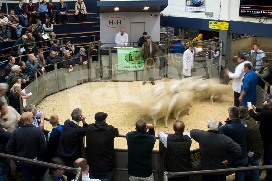 Was a busy day at Carlisle mart for the Lleyn sheep sale. Ref: RH2109170020.