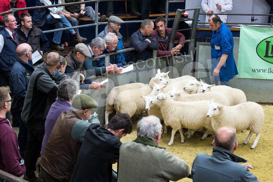 Was a busy day at Carlisle mart for the Lleyn sheep sale. Ref: RH2109170033.