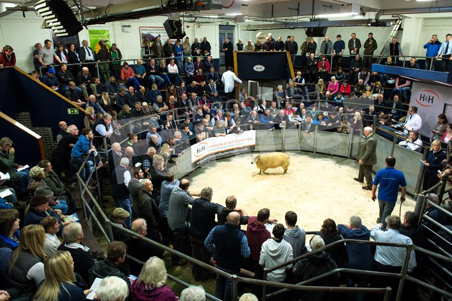 Large crowd of buyers and spectators at Harrison and Hetherington Carlisle for the Parkgate dispersal sale, which topped at 3000gns. Ref: RH1310170150.