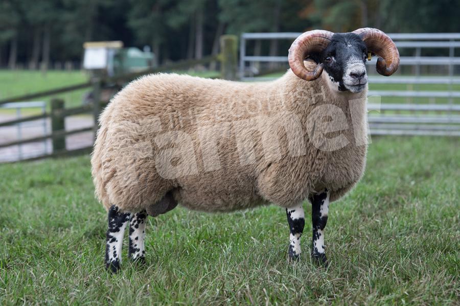 Campbells sold this lamb for £13,000. Ref: RH2010170214.