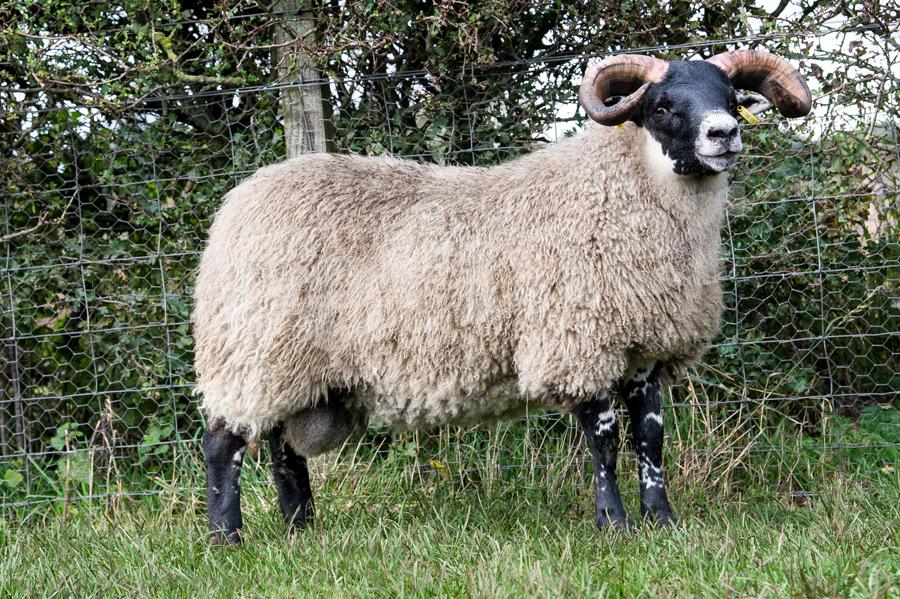 The Murrays at Crossflat sold this lamb for £20,000. Ref: RH2010170222.