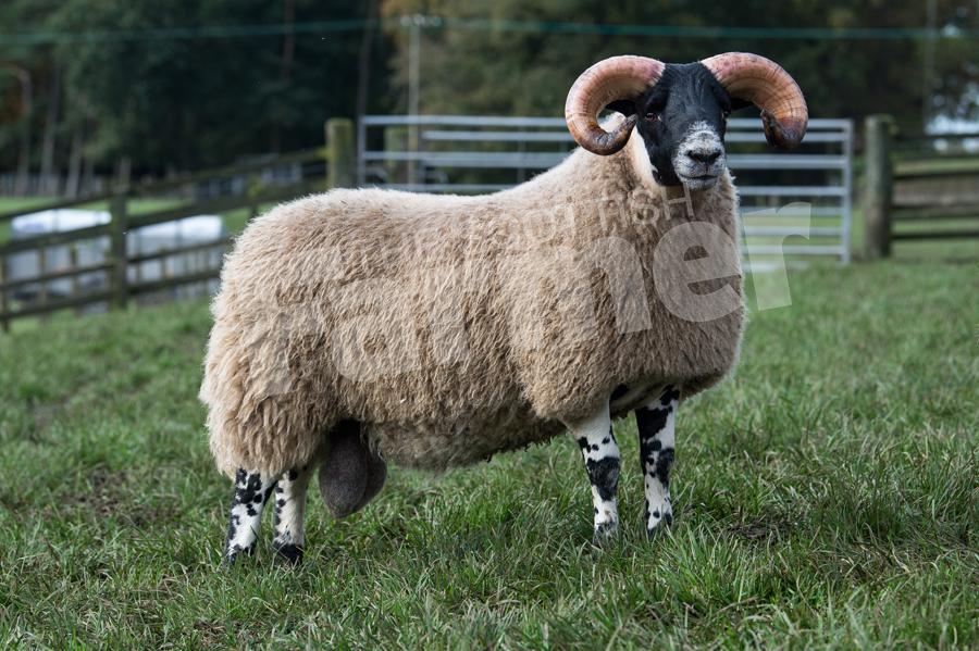 Easter Happrew sold a lamb for £55,000. Ref: RH2010170211.