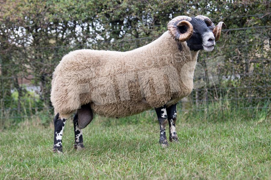 Archie and John MacGregor sold this shearling for £10,000. Ref: RH1910170191.