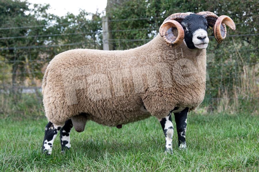 Topping the shearling sale at £42,000 was this tup from the Campbells at Glenrath. Ref: RH1910170187.