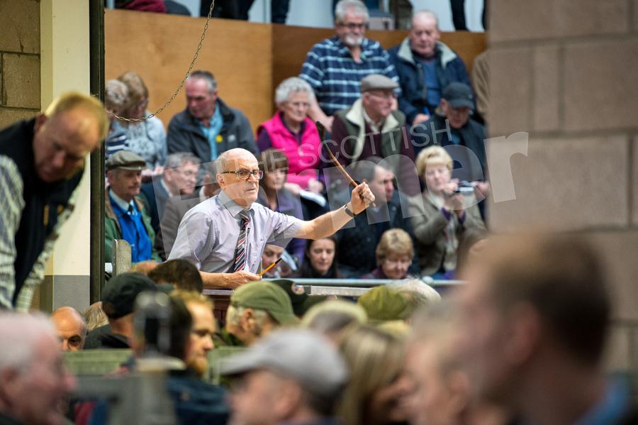 Auctioneer Brian Ross during the first day of the annual October sale of Black-faced sheep at Lanark. Ref: RH1910170174.
