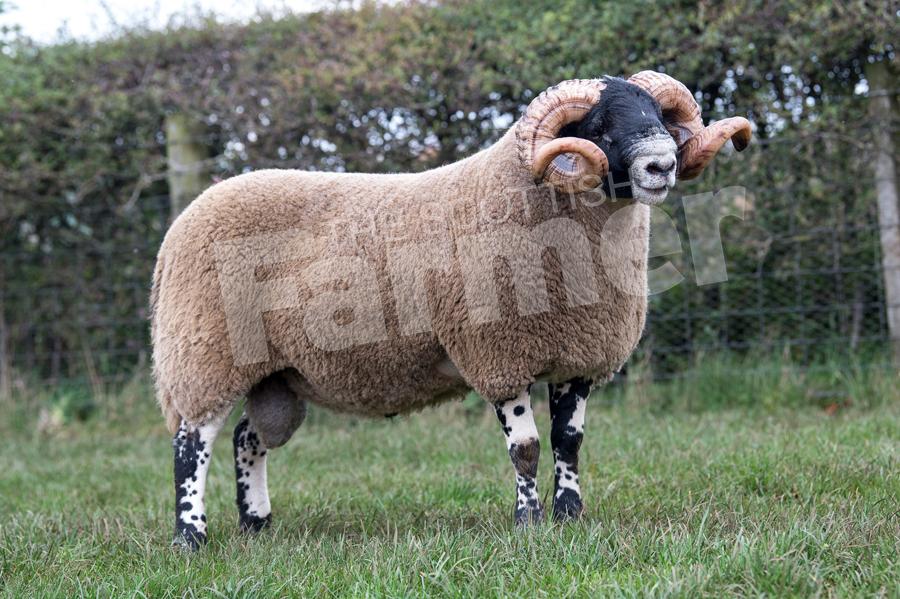 Glenrath sold this shearling for £11,000. Ref: RH1910170189.