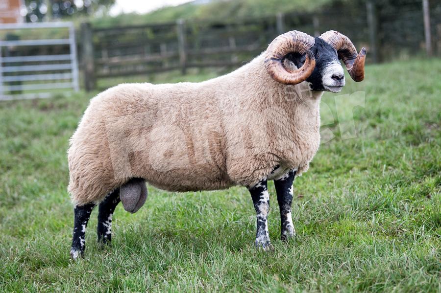 Auldhouseburn sold this shearling for £11,000. Ref: RH1910170194.