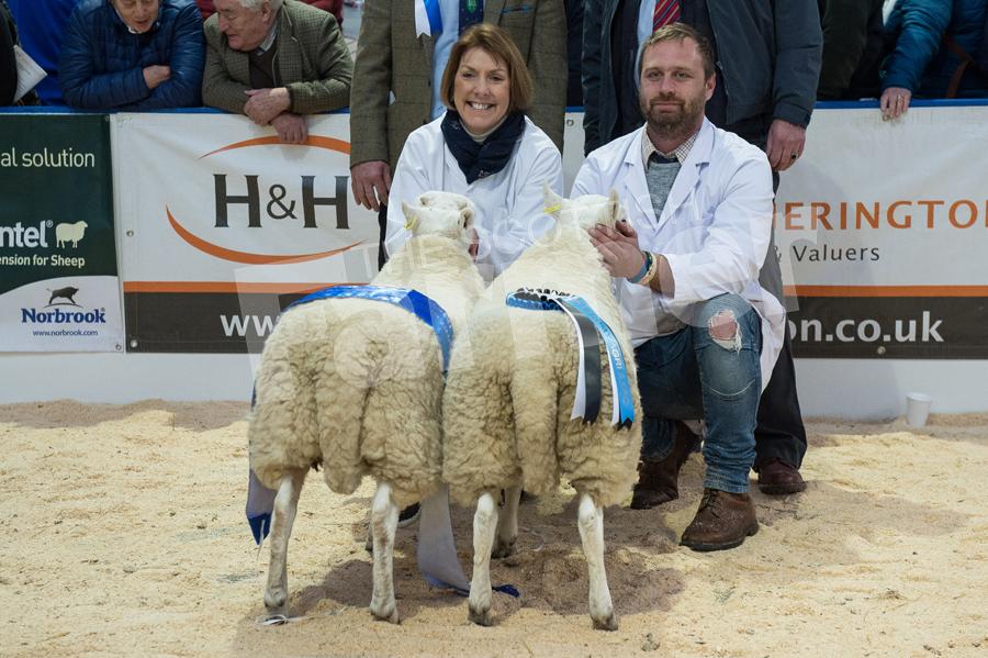 Reserve hill breed champion from TN Cavers and Co.  Ref: RH0311170044.