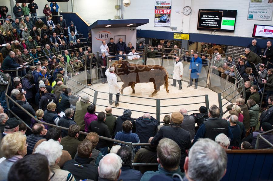 Early spring slae of Limousin bulls saw the ringide packed full of buyers and spectators. Ref: RH170218066.