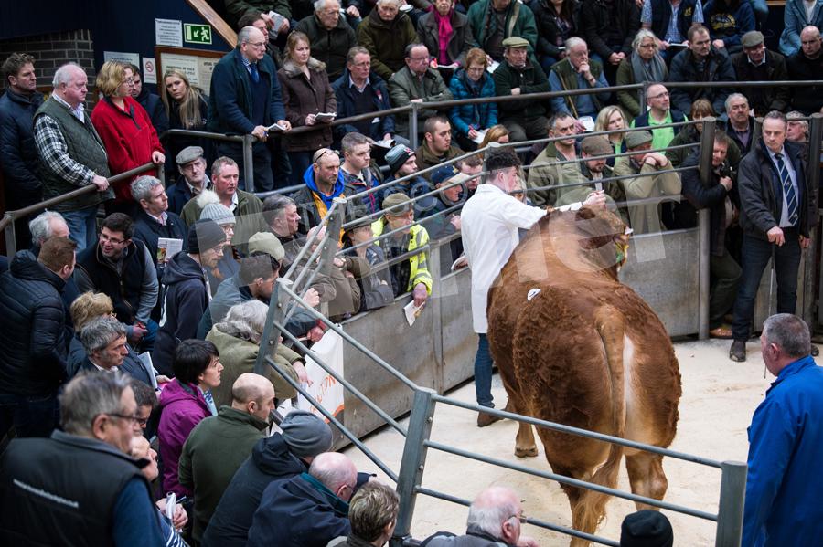 Early spring slae of Limousin bulls saw the ringide packed full of buyers and spectators.  Ref: RH170218069.