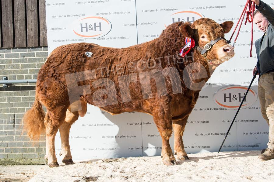 Ballinloan Messi from The Fothringham sold for 12,000gns. Ref: RH170218083.