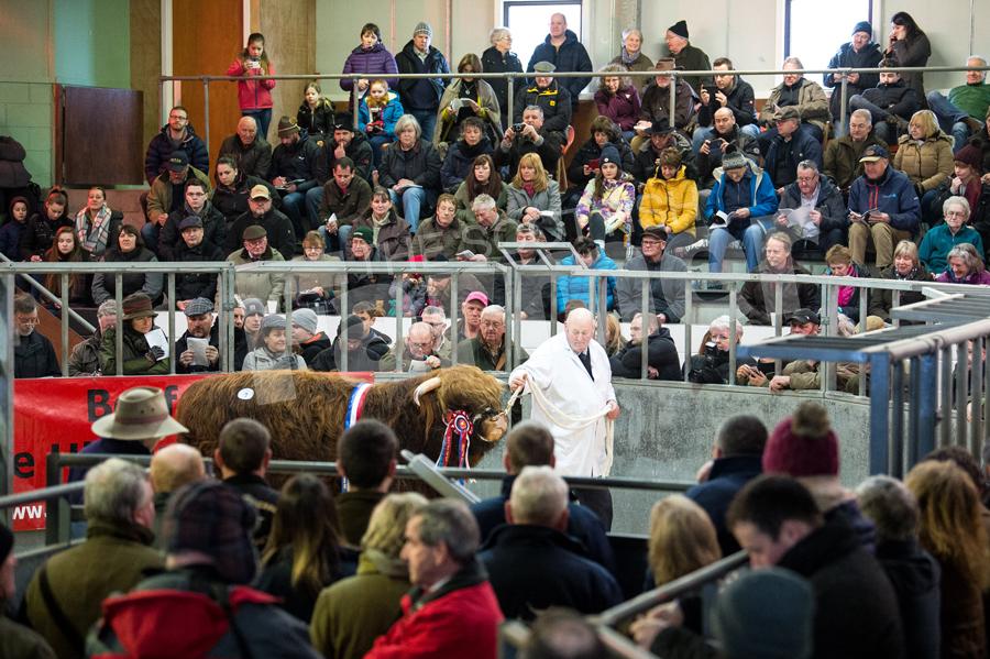 Oban was the place to be for the 127th annual sale of Highland cattle, the ringside was busy with buyers and spectators from all over Europe. Ref: RH120218054.
