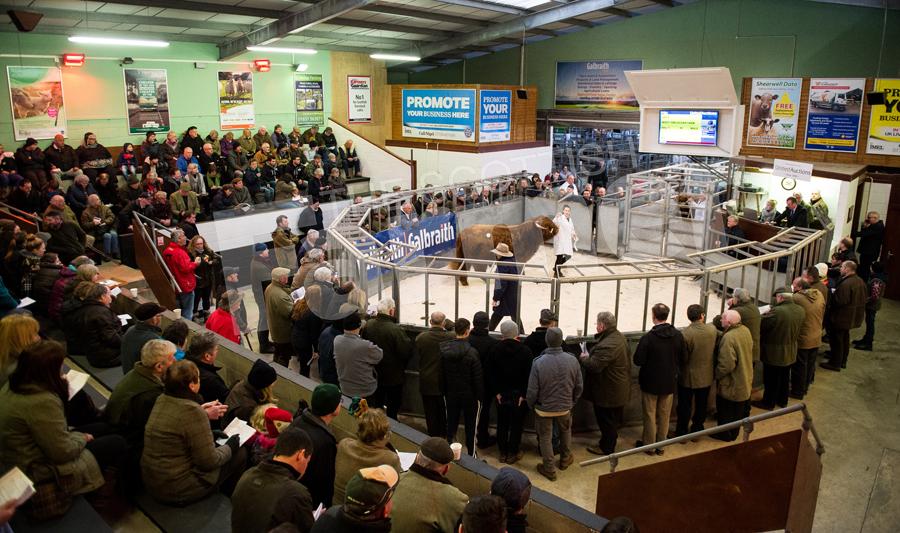 Oban was the place to be for the 127th annual sale of Highland cattle, the ringside was busy with buyers and spectators from all over Europe. Ref:RH120218045.