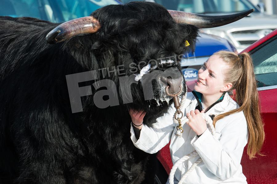three year old bull Gille Dubh Zoe of Ardbhan gets a wee scratch on the chin from Carrianne MacDonald. Ref: RH120218070.
