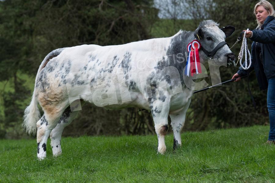 Continental champion was the British Blue from Jean MacKay. Ref: RH050518100.