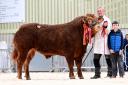 Eniver Toby from Michael McKeefry was supreme champion and sold for the top price of 8000gns