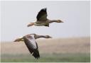 The Park Authority is helping to fund a project to control geese