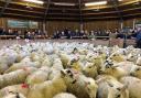 Some 7946 store lambs came under the hammer at Hexham