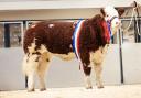 Coolcran Heidis Noreen sold for a new NI female record of 26,000gns for Shane and Paul McDonald