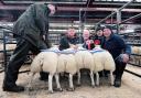 Champion pen of lambs, Dutch Texels from Messrs Story, Woodhead sold for £500 per head
