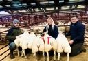 First prize pen of Beltex lambs consigned by M Batty and Z Hall, Pirntaton, Galashiels topped the sale at £250