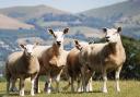 Texel sired prime lambs often achieve prices of as much as 33% more than live market averages and more than 85% of Texel sired lambs meet specification when sold on a deadweight basis