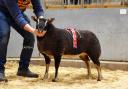 Huw and Kate Williams’ Banc Elin topped the sale at 1100gns