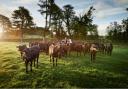 Cattle are at grass for 270 days
