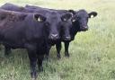 grass management is an important part of cattle or sheep farming