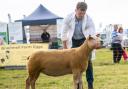Ben Radley's Charollais gimmer stood inter-breed sheep champion