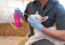 The Trusti Tuber for lamb and kid goats makes feeding milk/colostrum kinder, easier, safer, and faster