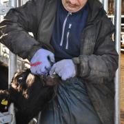 Farmers are being encouraged to treat cattle for lungworm ahead of turnout this spring