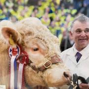 Ian Matthew with the champion Charolais bull which he showed for Jock Wilson, Kinclune, Glenkindie, at the Royal Northern Spring Show in 2014