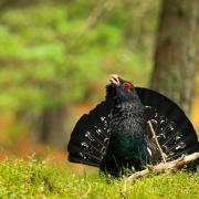 The iconic Capercaillie is facing extinction