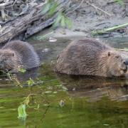 NatureScot approves Cairngorms' application to release six beaver families.