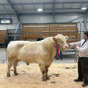 The Whitebred Shorthorn, Hottbank Muckle Man from the Pattinsons made 3000gns