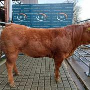This Limousin cross heifer from Messrs Hamilton, Bee Edge stood champion before making 400p per kg