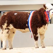 Coolcran Heidis Noreen sold for a new NI female record of 26,000gns for Shane and Paul McDonald