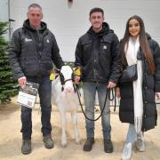 Wiltor Ashton Babe, an October 2023-born heifer calf shown by David and Matt Jones and Matt's fiancee, Isobel Commins, sold for 12,000gns