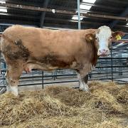 Champion cow was a Simmental from Richard McCulloch, Overhill House, which later made £2100
