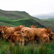 Limousin genetics produce up to 30% less daily methane emissions relative to other breeds for the same level of productivity and performance