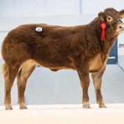 Mike and Melanie Alford's Foxhillfarm Unique topped the sale at 25,000gns