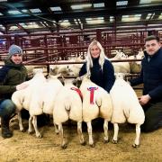 First prize pen of Beltex lambs consigned by M Batty and Z Hall, Pirntaton, Galashiels topped the sale at £250