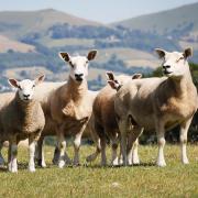Texel sired prime lambs often achieve prices of as much as 33% more than live market averages and more than 85% of Texel sired lambs meet specification when sold on a deadweight basis