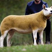 Sale leader at 46,000gns pictured when bought as a gimmer