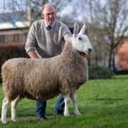 Champion Border Leicester made 1800gns for Sandy and Alex Watson