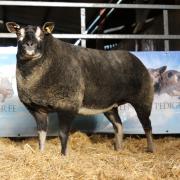 Cleenagh Dribbler - a Badger Face Texel gimmer - topped the sale at 4000gns